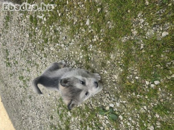 Alaszkai malamut kiskutyák