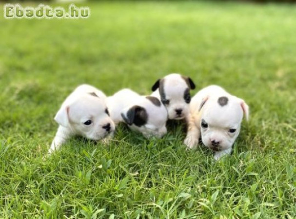 francia bulldog kiskutyák új otthonokba