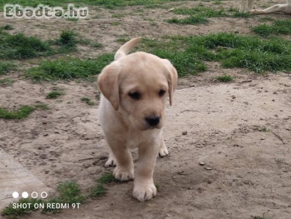 Labrador retriever fajtatiszta jellegű kölykök