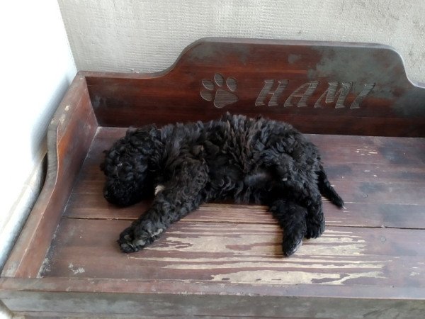 Puli