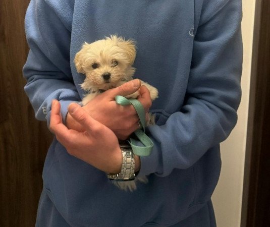 Máltai+uszkár=Maltipoo havanese bichon