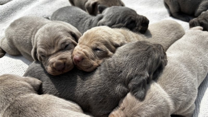 Weimári vizsla