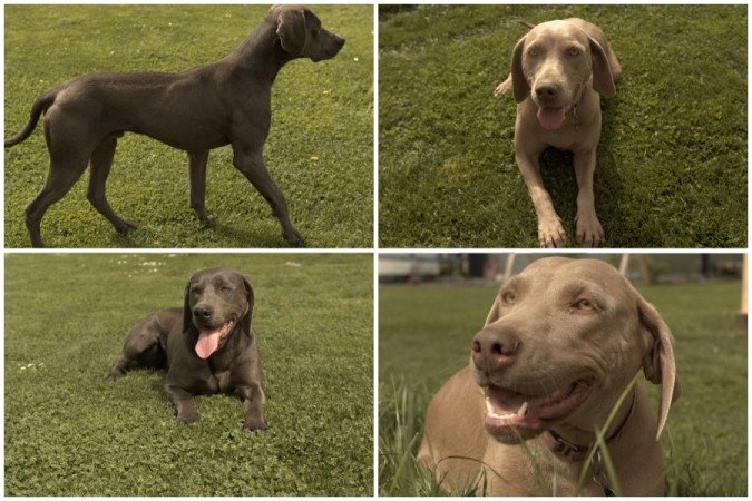 Weimári vizsla