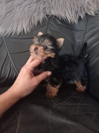 yorki , yorkshire terrier
