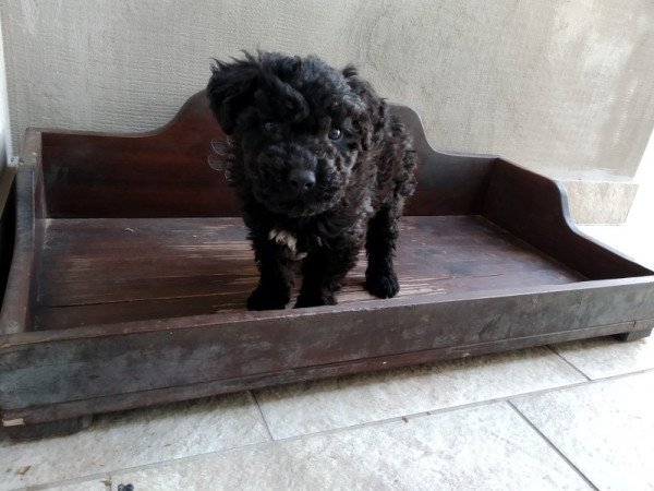 Puli