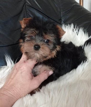 yorki , yorkshire terrier