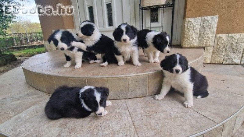 Border collie kiskutyák
