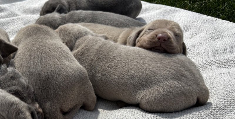 Weimári vizsla