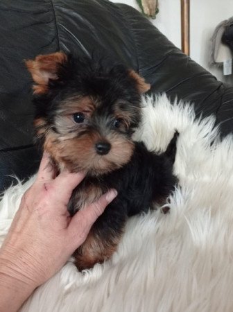 yorki , yorkshire terrier