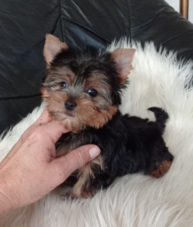 yorki , yorkshire terrier
