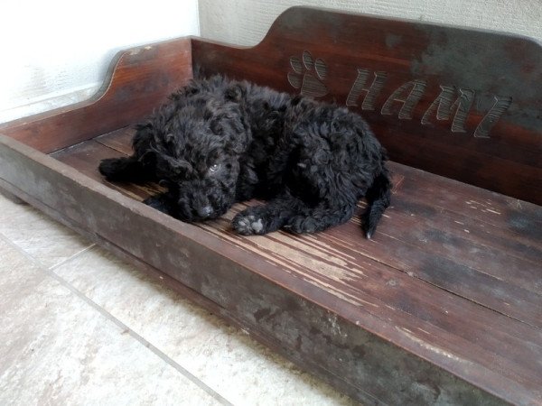 Puli