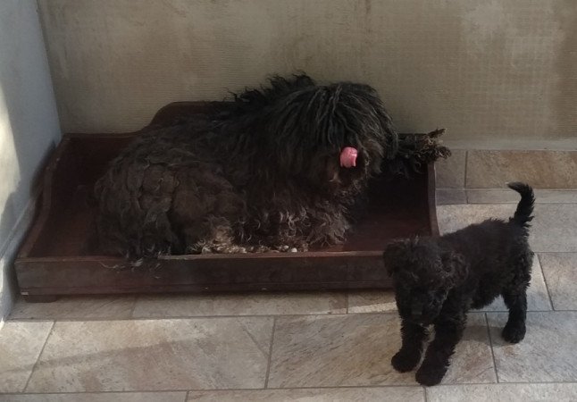 Puli