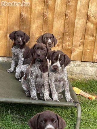 Német rövidszőrű vizsla kölykök