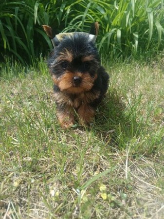 Yorkshire terrier