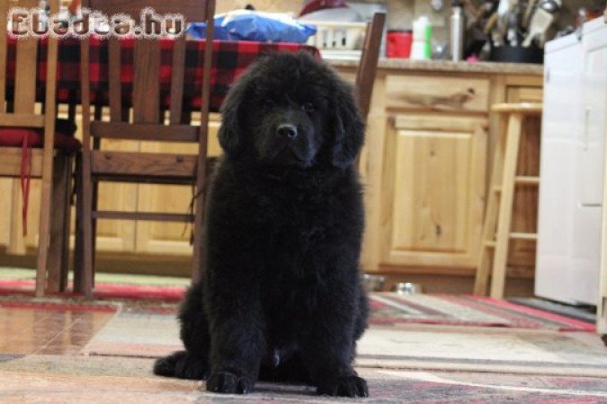 Újfundlandi kölykök