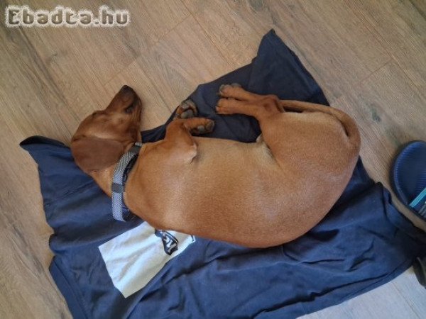 Örökbe fogadható tacskó