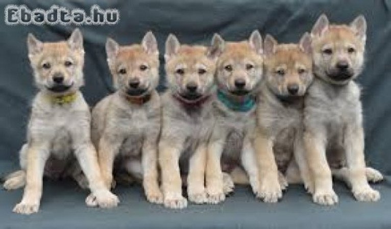 Csehszlovák farkaskutya kölykök