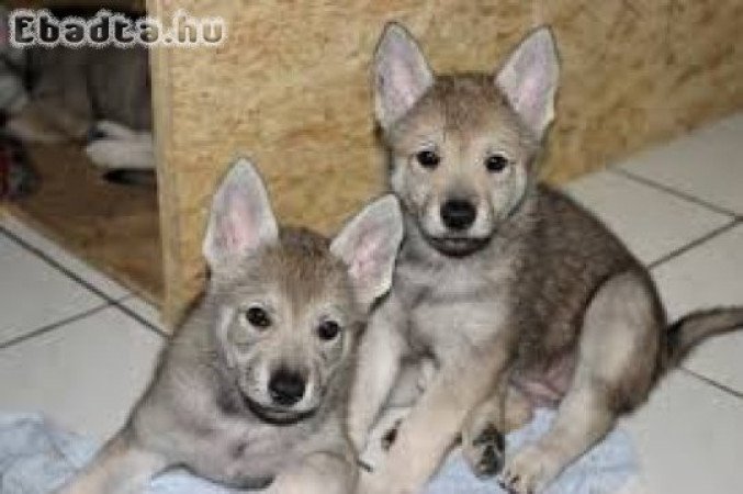 Csehszlovák farkaskutya kölykök