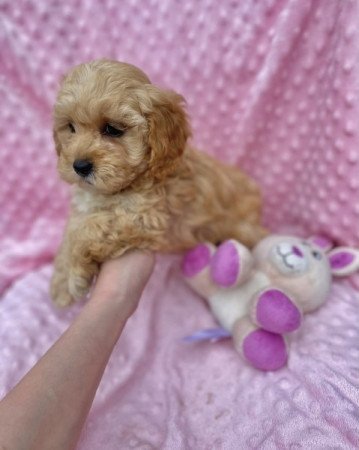 Maltipoo