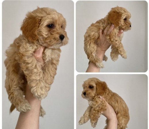 Maltipoo