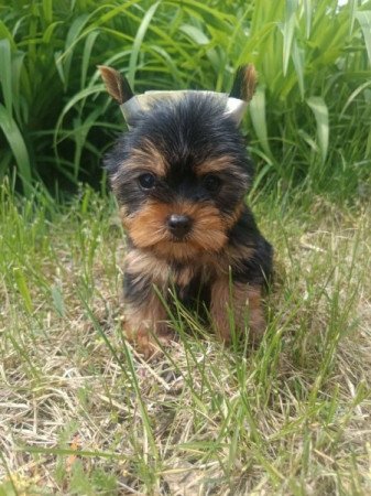 Yorkshire terrier