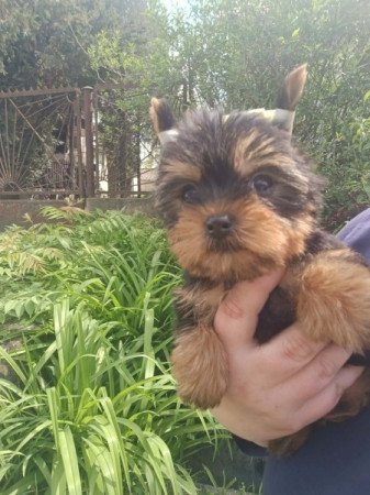 Yorkshire terrier