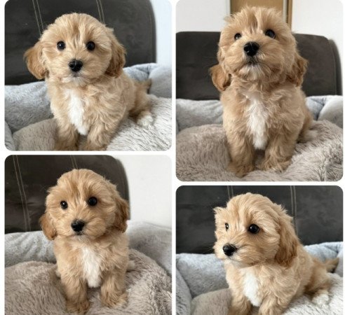 Maltipoo