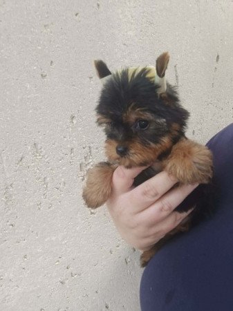 Yorkshire terrier