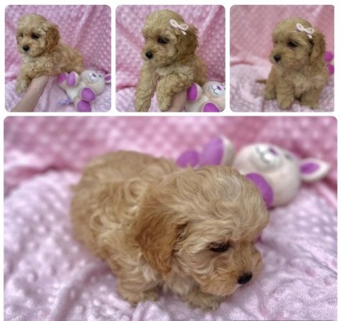 Maltipoo