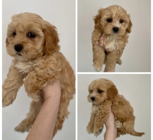 Maltipoo