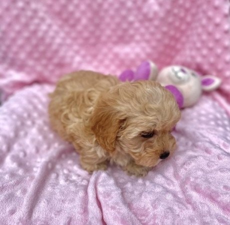 Maltipoo