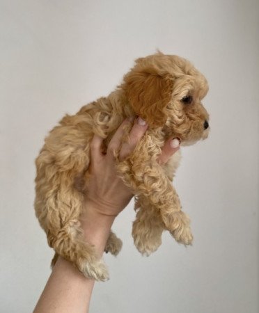 Maltipoo