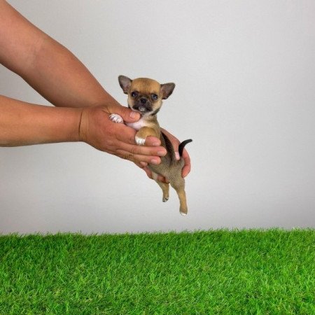 Csivava