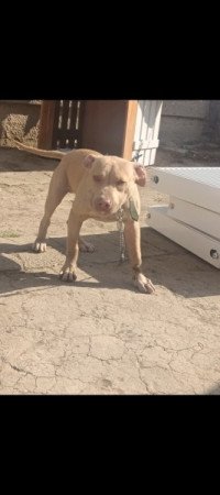 Pitbull