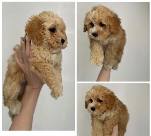 Maltipoo