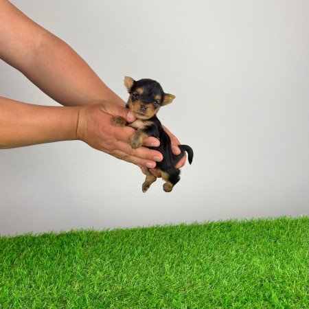 Törzskönyves Yorkshire terrier Yorki kiskutya
