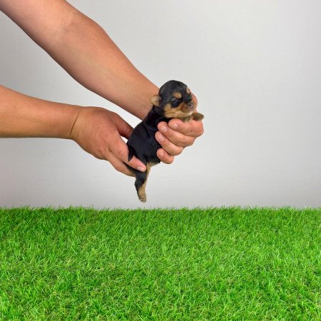 Törzskönyves Yorkshire terrier Yorki kiskutya