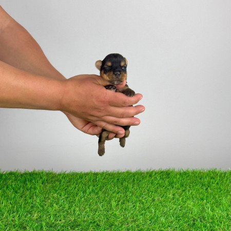 Törzskönyves Yorkshire terrier Yorki kiskutya