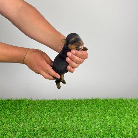 Törzskönyves Yorkshire terrier Yorki kiskutya