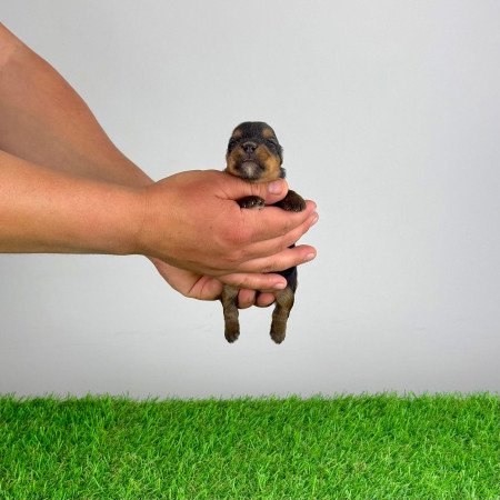 Törzskönyves Yorkshire terrier Yorki kiskutya