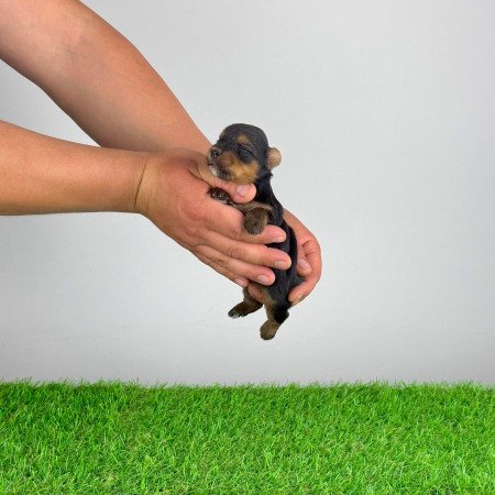 Törzskönyves Yorkshire terrier Yorki kiskutya