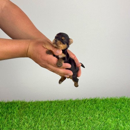 Törzskönyves Yorkshire terrier Yorki kiskutya