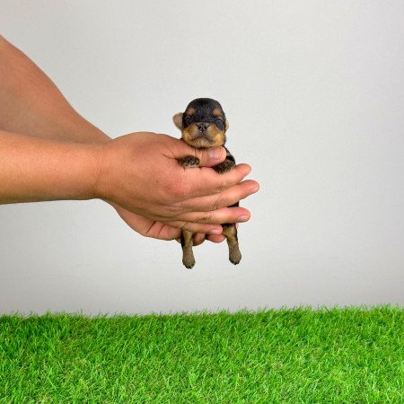 Törzskönyves Yorkshire terrier Yorki kiskutya