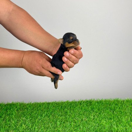 Törzskönyves Yorkshire terrier Yorki kiskutya