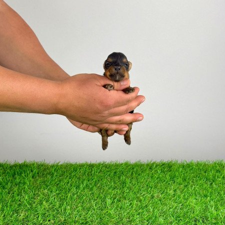 Törzskönyves Yorkshire terrier Yorki kiskutya