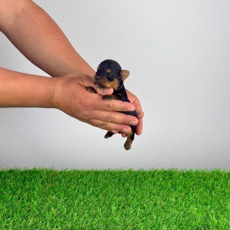 Törzskönyves Yorkshire terrier Yorki kiskutya