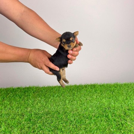 Törzskönyves Yorkshire terrier Yorki kiskutya