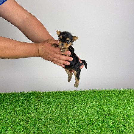 Törzskönyves Yorkshire terrier Yorki kiskutya