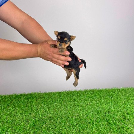 Törzskönyves Yorkshire terrier Yorki kiskutya