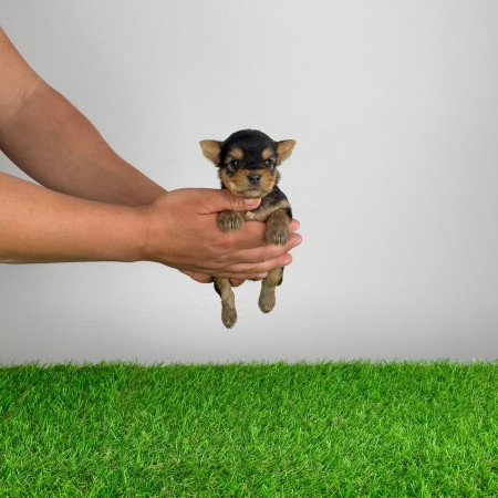 Törzskönyves Yorkshire terrier Yorki kiskutya